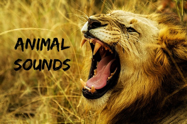 Animal Sounds – Help My Child Talk